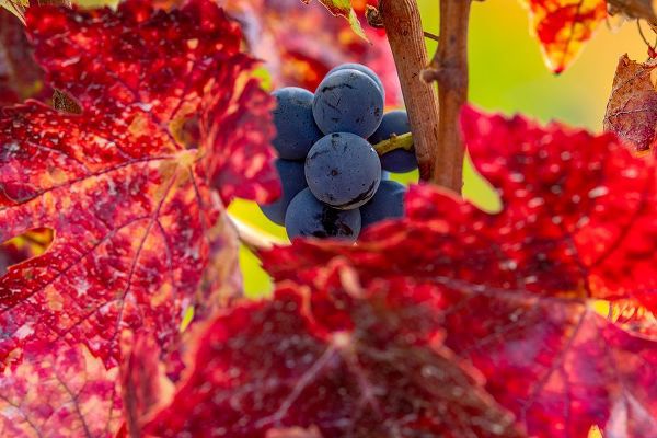 Haney, Chuck 아티스트의 Mature pinot noir grapes on the vine at Yamhill Valley Vineyards near McMinnville-Oregon-USA작품입니다.
